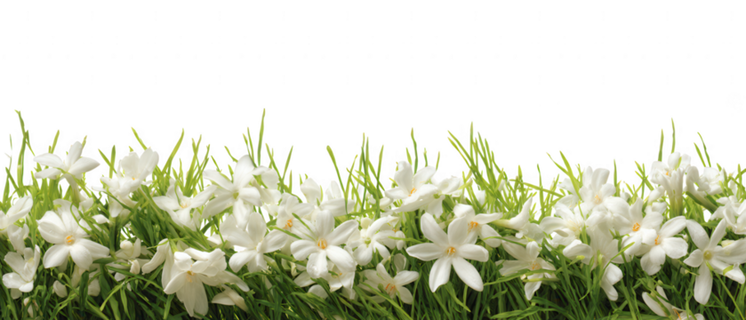 A border of delicate white flowers and green grass isolated on transparent background