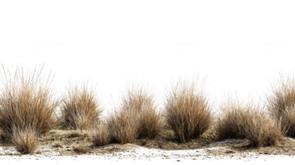 Dry grass clumps isolated on transparent background