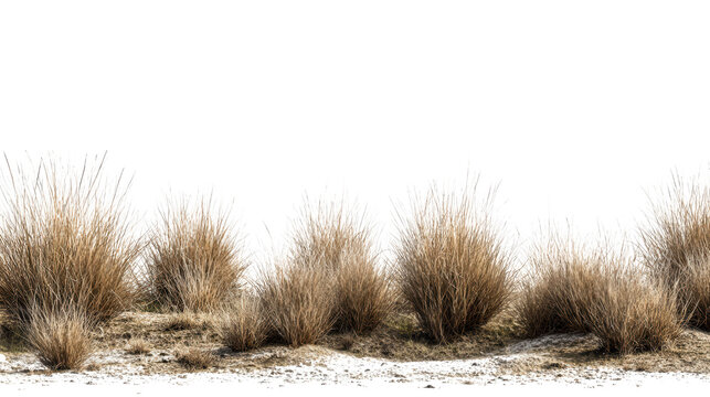 Dry grass clumps isolated on transparent background