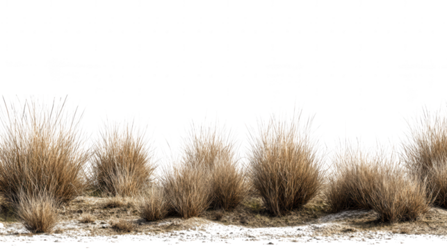 Dry grass clumps isolated on transparent background