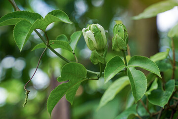 Passion fruit buds are single flowers with three layers of petals, with a light green sepal, a...