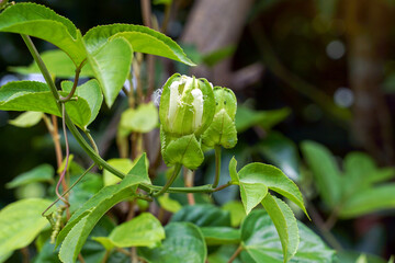Passion fruit buds are single flowers with three layers of petals, with a light green sepal, a...