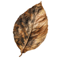 Decaying Leaf: A single, dried leaf displays the intricate details of its decomposition, showcasing a rich tapestry of brown and black hues. 