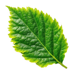Leaf's Detailed Beauty: A close-up of a vibrant green leaf reveals the intricate patterns and textures of nature, emphasizing its delicate details in a photorealistic display of plant life.