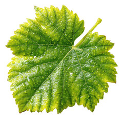 Vibrant Vine Leaf with Droplets: A close-up shot showcases a single, verdant vine leaf, adorned with glistening water droplets, highlighting the intricate veins and natural beauty.