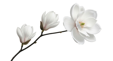 Obraz premium Elegant White Magnolia Blossoms