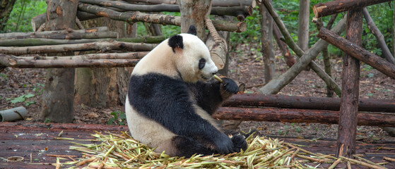 giant panda eating bamboo in forest. China
