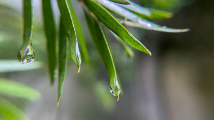 Close-up of Callistemon leaves with water drops after rain. Delicate natural background in soft...