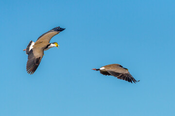 Masked Lapwing flying in the blue morning sky.