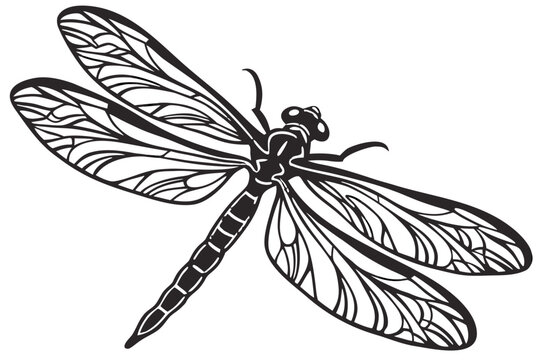 A black and white illustration of a dragonfly