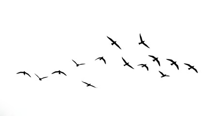 birds in flight