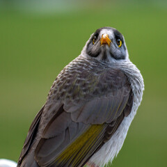Noisy miner bird up close