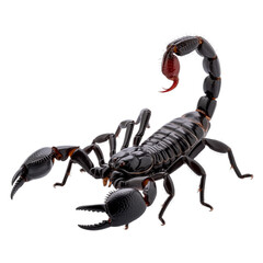 Realistic Black Scorpion Illustration on Transparent Background

