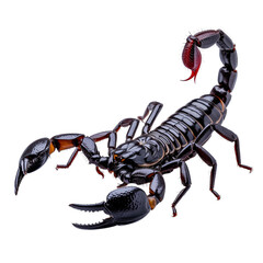 Realistic Black Scorpion Illustration on Transparent Background


