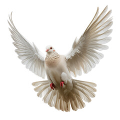 White Dove in Flight Isolated on transparent Background
