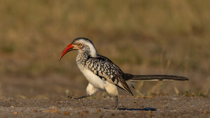 Obraz premium red billed hornbill in the wild