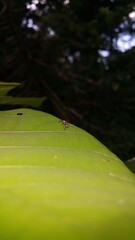 Iridomyrmex anceps is an ant species of the genus Iridomyrmex. Shot in jungle. Polyrhachis dives, silver spiny ant, Polyrhachis schlueteri. World Nature Conservation Day on July 28th.