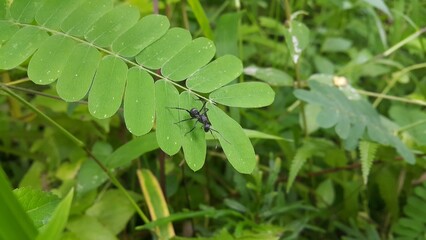 Obraz premium Black Carpenter Ant on Leaf. Polyrhachis dives Insect, Spiny Ant, Formicidae. Perfect for documentaries about tropical rainforests and World Wildlife Conservation Day on December 4th.