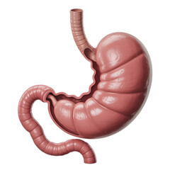 3D Medical Illustration of Human Stomach and Intestine Isolated on transparent background
