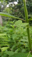 alfalfa snout beetle, lovage weevil, (Otiorhynchus ligustici). Shot in jungle. Perfect for...