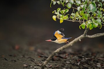 Black Capped Kingfisher (Halcyon Pileata) from Indian Sundarban
