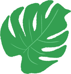 몬스테라, 잎사귀