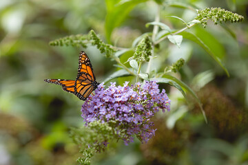 butterfly on purple flowers