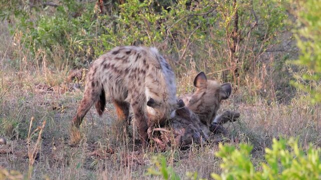 Two spotted hyenas cannibalize hyena carcass in Kruger Nat'l Park