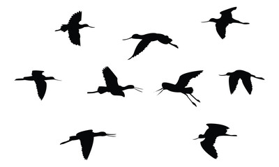 Flying American avocet bird Silhouette Design  And Vector Illustration. 
