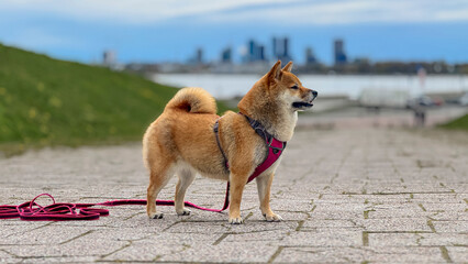 Adorable red Shiba Inu dog happily walking on lush green grass outdoors on a sunny summer day. High-quality, pet-friendly image perfect for nature, outdoor, or lifestyle projects. Copy space.