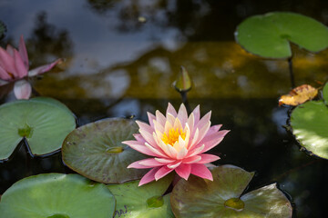 Side view of a glowing pink water lily with soft yellow and blush center petals, floating on a dark...