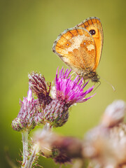 A close-up of a gatekeeper butterfly feeding on a Thistle flower