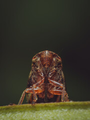 A front facing portrait of a common froghopper in the UK