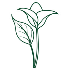 green plant isolated on white background