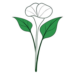 arum isolated on white background