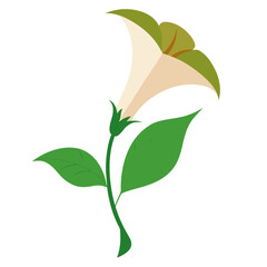 Obraz premium ash leaved trumpet flower on white background