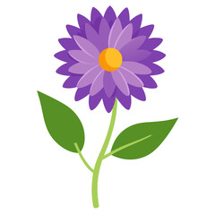 Aster flower on white background