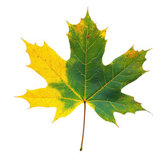 Fototapeta premium Vibrant green yellow maple leaf subtly transitions colors against white background. AI Generated