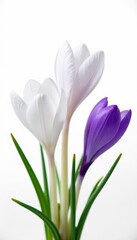 Fototapeta premium Delicate white and purple crocus blossoms isolated on white , plant bloom, photography