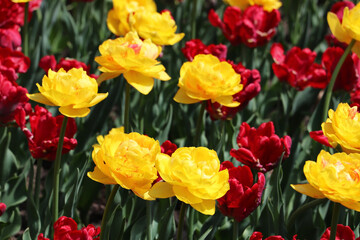 Avangard tulips are a thickly wooded variety of tulip.