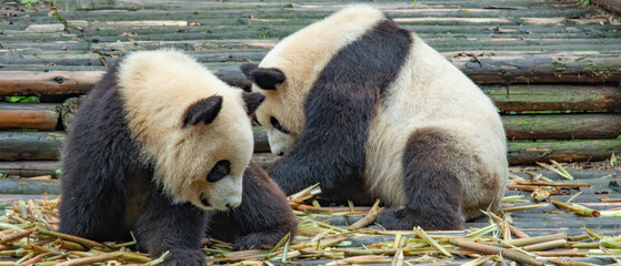 giant panda eating bamboo in forest. China