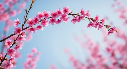Obraz premium Graceful Arch of Sunlit Pink Cherry Blossoms Against a Clear Blue Sky.