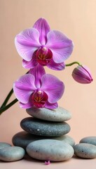 Fototapeta premium Orchid blossoms and grey river stones on a soft, fawn-colored surface , bloom, blossom, background