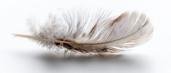Obraz premium Delicate white feather on a soft surface