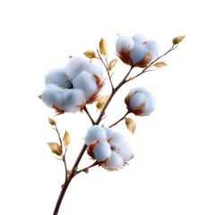Fototapeta premium Cotton blossom branch with delicate white flowers and light brown leaves on a plain background captured in natural light