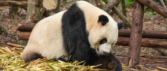 giant panda eating bamboo in forest. China