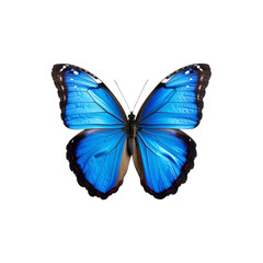 Obraz premium Captivating vibrant blue morpho butterfly detailed isolated on transparent background