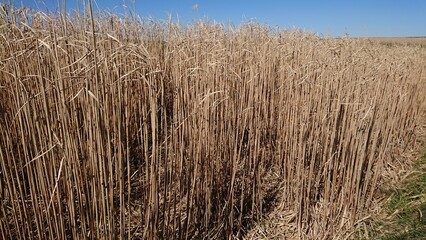 reed in the wind