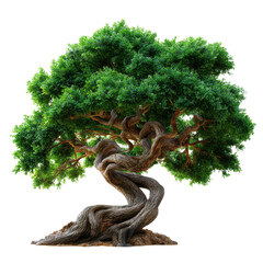 Twisting tree with lush green foliage standing alone on a base of rich soil in daylight