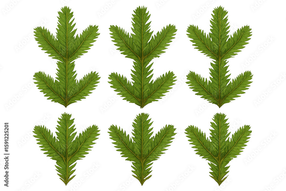 Poster nine vibrant green fir branches arranged symmetrically on a transparent background, creating a natur